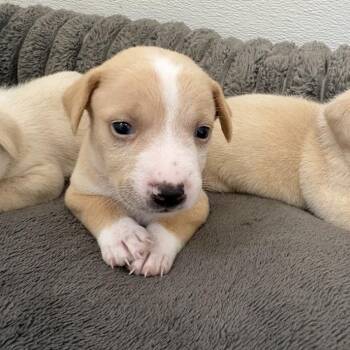 Soy Milk -  Labrador Retriever and Mixed Breed Dog for Adoption in North Charleston, South Carolina - Soy Milk | PetCurious