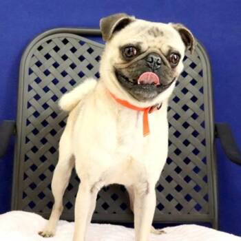 Pug Dogs Available for Adoption - Sherman | PetCurious