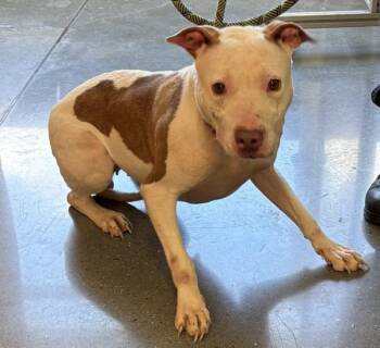 Nc-7 Kendi -  Pit Bull Terrier Dog for Adoption in Lawrenceville, Georgia - Nc-7 Kendi | PetCurious