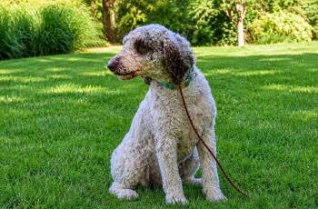 Standard Poodle Dogs Available for Adoption in Rockville, Maryland - Mabel | PetCurious