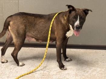 Rescue Pit Bull Terrier Dogs for Adoption in Salt Lake City, Utah - *Loralei* | PetCurious