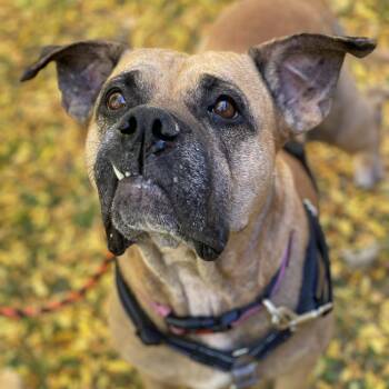Chewey -  Boxer and Mixed Breed Dog for Adoption in South Burlington, Vermont - Chewey | PetCurious