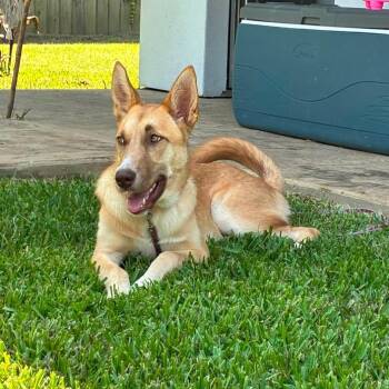 Shirley -  Belgian Shepherd Malinois Dog for Adoption in Sugar Land, Texas - Shirley | PetCurious
