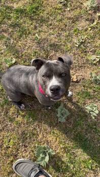 Rescue Pit Bull Terrier Dogs for Adoption in Dallas, Texas - Bruno (CP) | PetCurious