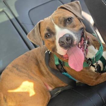 Acorn D11571 -  Pit Bull Terrier and American Staffordshire Terrier Dog for Adoption - Acorn D11571 | PetCurious