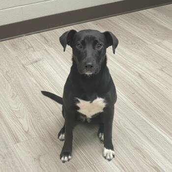 Mixed Breed Dogs Available for Adoption in Elyria, Ohio - Lo Mein | PetCurious