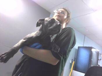 TIMMY -  Pit Bull Terrier Dog for Adoption in Tallahassee, Florida - TIMMY | PetCurious