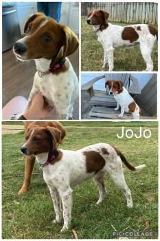 Spaniel Dogs Available for Adoption in Enterprise, Alabama - Jojo | PetCurious