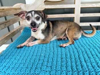 Carlos -  Chihuahua Dog for Adoption in New York, New York - Carlos | PetCurious
