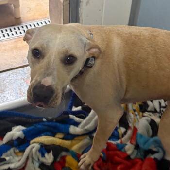 Sweetpeas 28377 -  Mixed Breed Dog for Adoption in Middleburg, Florida - Sweetpeas 28377 | PetCurious
