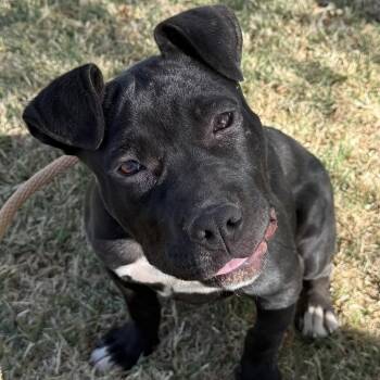 Pit Bull Terrier Dogs Available for Adoption in Kanab, Utah - Vidalia | PetCurious