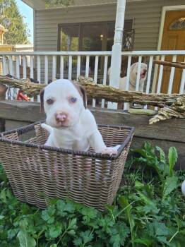 Rescue American Bully and Husky Dogs for Adoption in Jeffersonville, New York - Egg Roll | PetCurious