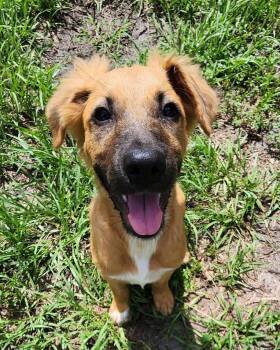 Blitz -  Shepherd Dog for Adoption in Clearwater, Florida - Blitz | PetCurious