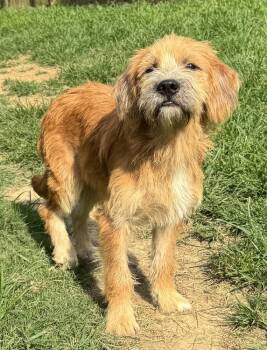 Xavier -  Terrier Dog for Adoption in Horn Lake, Mississippi - Xavier | PetCurious