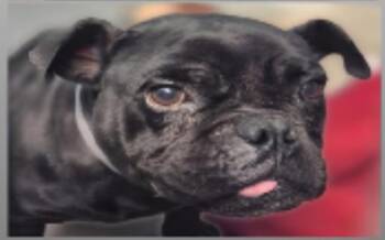 Pug Dogs Available for Adoption - Pariza BR14185-T | PetCurious