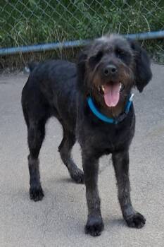 Alfalfa -  Giant Schnauzer and Labradoodle Dog for Adoption in Little Falls, Minnesota - Alfalfa | PetCurious