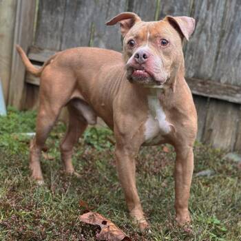 Rescue Terrier and Mixed Breed Dogs for Adoption in Mount Vernon, Indiana - Kermit | PetCurious