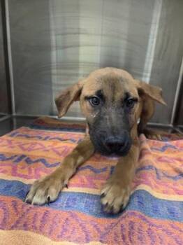 Labrador Retriever and Siberian Husky Dogs Available for Adoption in Westland, Michigan - Jimin | PetCurious