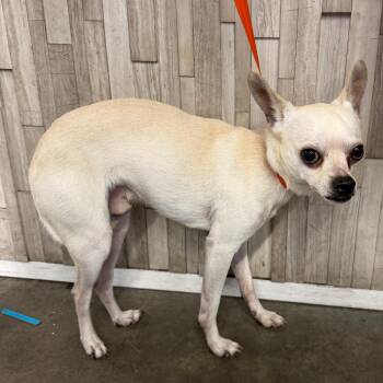 Arto (R2) -  Chihuahua and Mixed Breed Dog for Adoption in Tampa, Florida - Arto (R2) | PetCurious