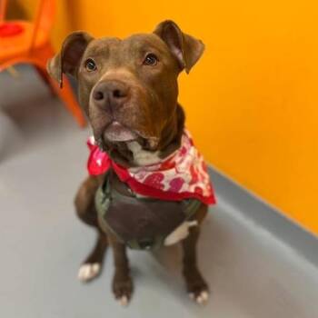 Mixed Breed Dogs Available for Adoption - Doc | PetCurious