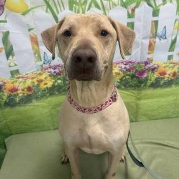Kirby -  Mixed Breed Dog for Adoption in Mentor, Ohio - Kirby | PetCurious