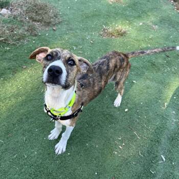 Karson -  Mixed Breed Dog for Adoption in Upper Township, New Jersey - Karson | PetCurious