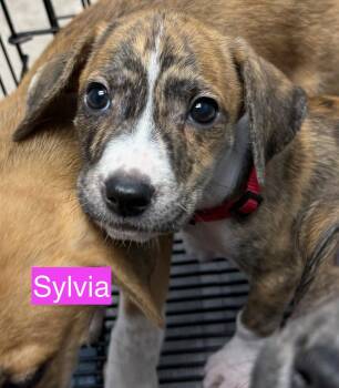 Sylvia -  Hound Dog for Adoption in Gilberts, Illinois - Sylvia | PetCurious