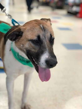 Rescue Hound Dogs for Adoption in Holbrook, New York - TREY (Bonded With Maddie) | PetCurious