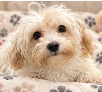 VICTORIA -  Maltese and Poodle Dog for Adoption in Margate, Florida - VICTORIA | PetCurious