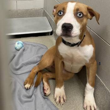 Gus Gus -  Pit Bull Terrier Dog for Adoption in Nashville, Tennessee - Gus Gus | PetCurious