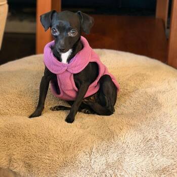 Chihuahua Dogs Available for Adoption - Perilita | PetCurious