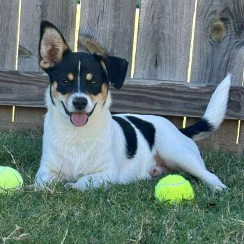 Rescue Terrier Dogs for Adoption in Pelham, New Hampshire - Winston | PetCurious