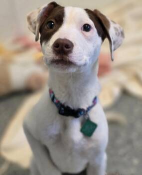 Pit Bull Terrier Dogs Available for Adoption in Oxford, Michigan - Louise | PetCurious