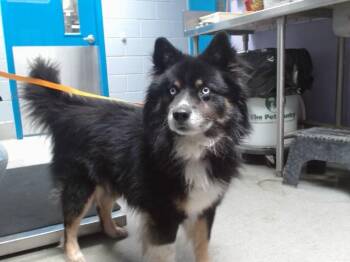 SHADOW -  Husky and Mixed Breed Dog for Adoption in Albuquerque, New Mexico - SHADOW | PetCurious