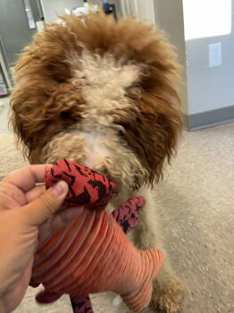 Rescue Standard Poodle and Poodle Dogs for Adoption - Lucie | PetCurious