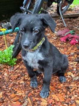 Timber -  Black Labrador Retriever and Cattle Dog Dog for Adoption in Churchville, New York - Timber | PetCurious