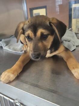 Shepherd Dogs Available for Adoption - 223 Athena | PetCurious