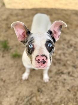 Catahoula Leopard Dog and Mixed Breed Dogs Available for Adoption in Picayune, Mississippi - Pua | PetCurious