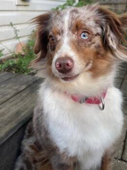 1157 Mouse -  Australian Shepherd Dog for Adoption in Ringwood, Illinois - 1157 Mouse | PetCurious