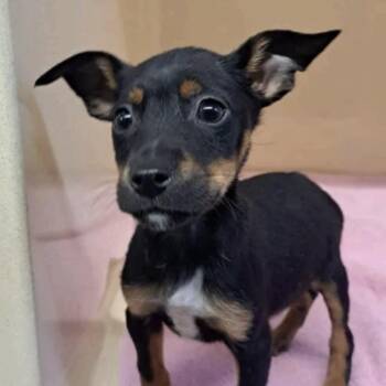 Australian Shepherd and Jack Russell Terrier Dogs Available for Adoption in Cedarburg, Wisconsin - Bernie | PetCurious