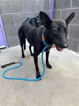 Dixie* -  Mixed Breed Dog for Adoption in El Paso, Texas - Dixie* | PetCurious