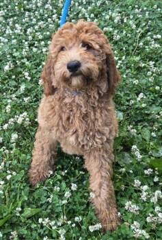 Barbie -  Golden Retriever and Standard Poodle Dog for Adoption in Malvern, Pennsylvania - Barbie | PetCurious