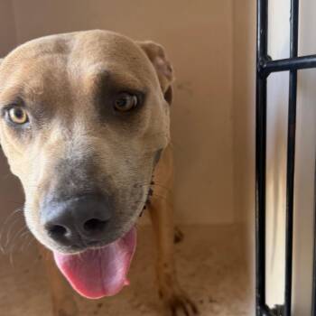 Jewel -  Pit Bull Terrier Dog for Adoption in Birmingham, Alabama - Jewel | PetCurious