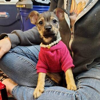 Chihuahua and Mixed Breed Dogs Available for Adoption - Fiona | PetCurious