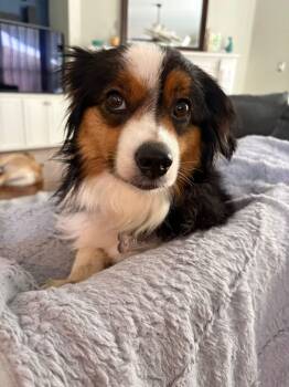 Bailey -  Australian Shepherd Dog for Adoption in Southlake, Texas - Bailey | PetCurious