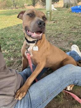Rescue Mixed Breed Dogs for Adoption in Roseburg, Oregon - Myrtle | PetCurious