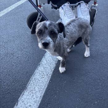 Rescue Terrier and Mixed Breed Dogs for Adoption in Las Vegas, Nevada - Einstein Irene OS NV | PetCurious