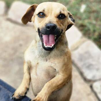 Dachshund Dogs Available for Adoption - Sid  | PetCurious