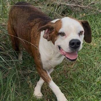 Rescue Boxer and American Bulldog Dogs for Adoption in Plain City, Ohio - Nubbie | PetCurious