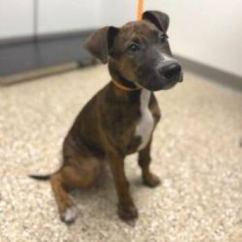 PUPPY 09/04/2026 -  Hound and Mixed Breed Dog for Adoption in Bullhead City, Arizona - PUPPY 09/04/2026 | PetCurious